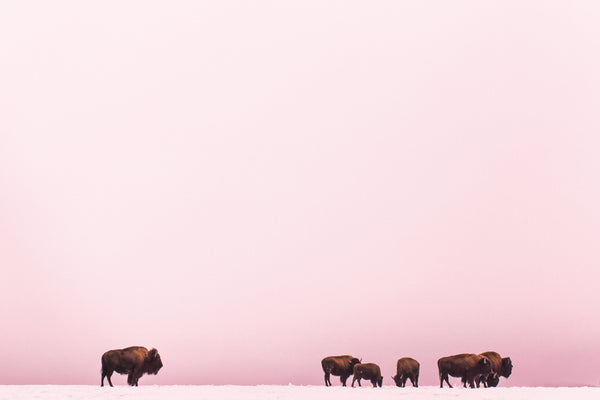 Bison